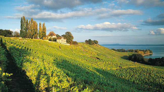 世界屋脊上的葡萄酒产区——瑞士